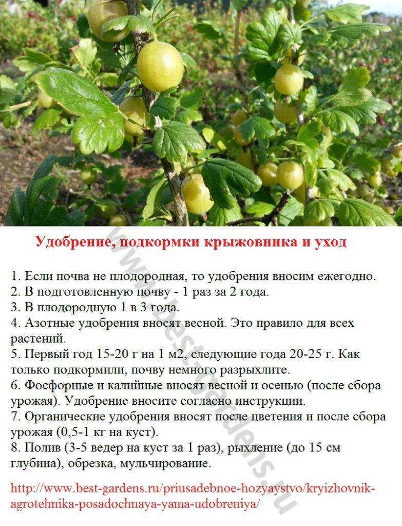 Чем подкормить яблоню после цветения: правила весенней подкормки