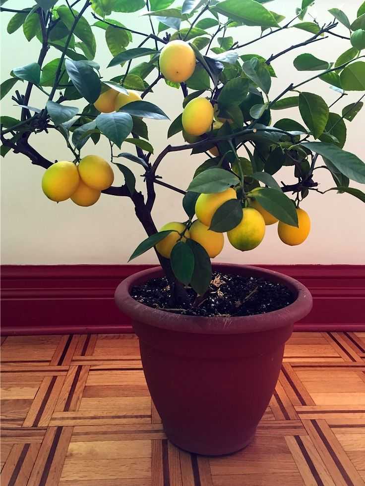 Как посадить и вырастить лимон из косточки у себя дома - полив и уход за деревом в домашних условиях.