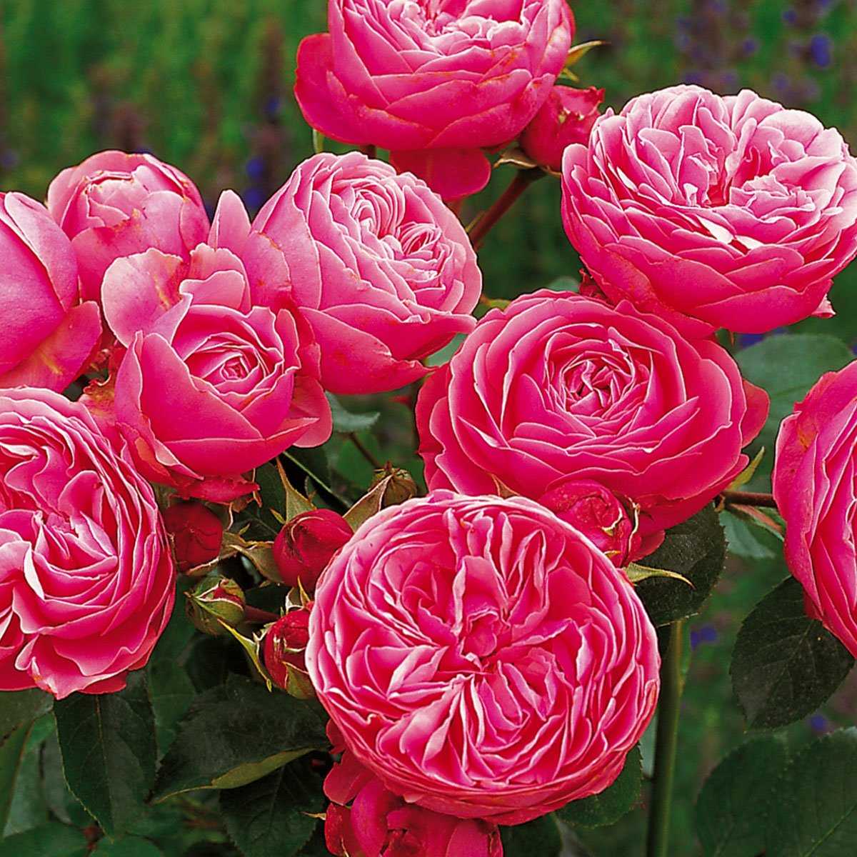 Роза леонардо да винчи: фото, отзывы и фотографиикомнатные цветы и растения, уход за ними в домашних условиях