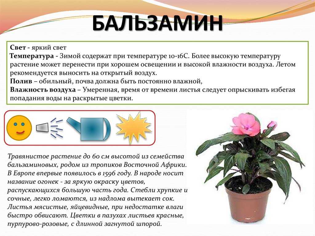 Выращивание бальзамина из семян. фото — ботаничка.ru