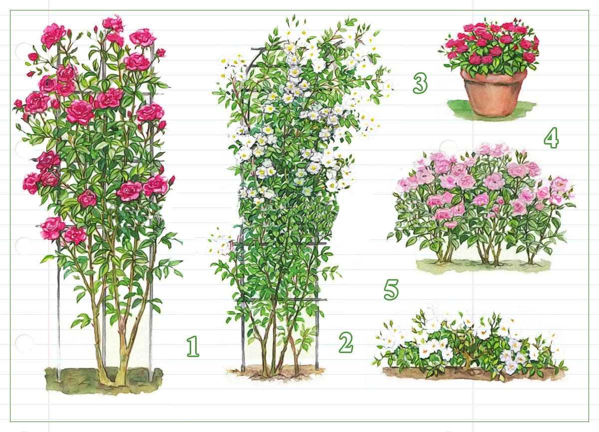 Кустовые розы: сорта, фото и описание