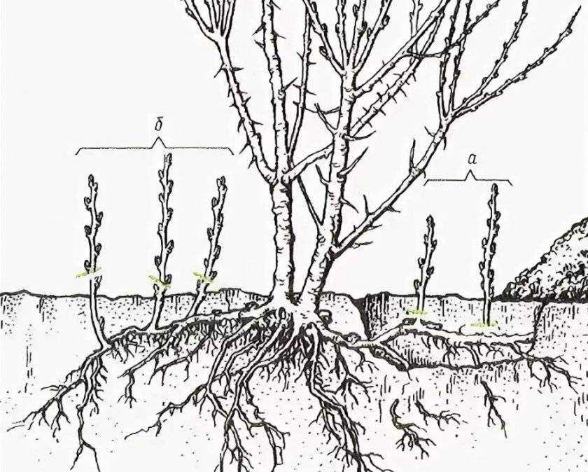 Посадка деревьев весной: когда и как правильно сажать на участке? советы специалиста
