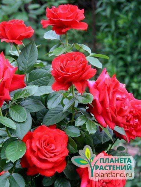 Чайно-гибридная роза гранд аморе. описание растения, фото и практические рекомендации по уходу за цветком