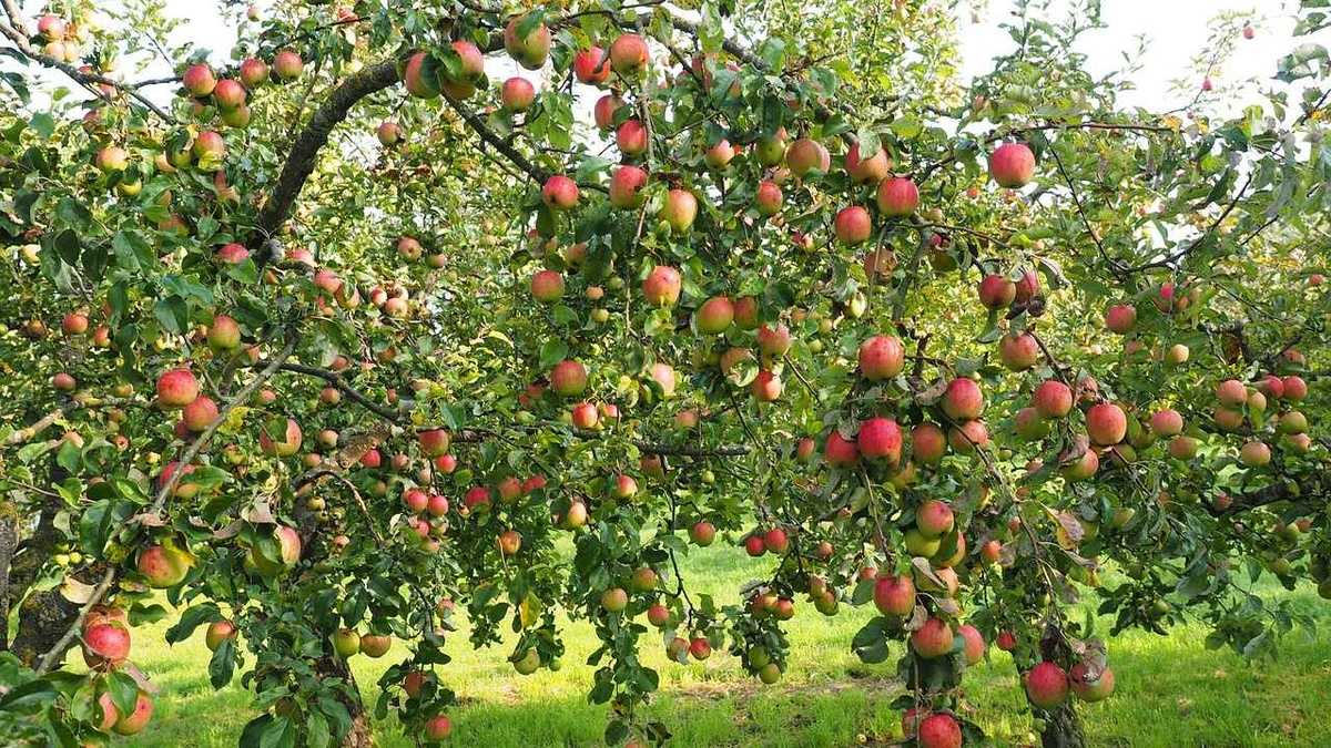 Почему опадают яблоки