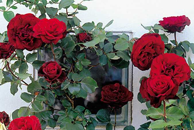 Плетистая роза «дон жуан»: описание, посадка и уход (+фото)