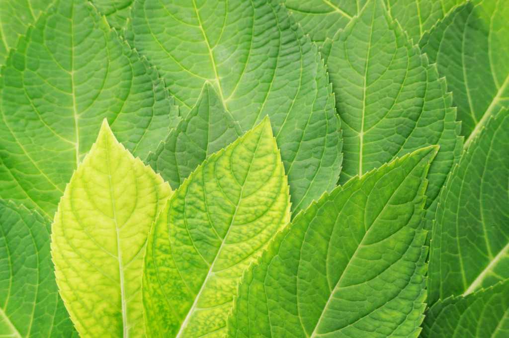 Гортензия: сохнут листья, что делать? болезни и вредители растения selo.guru — интернет портал о сельском хозяйстве