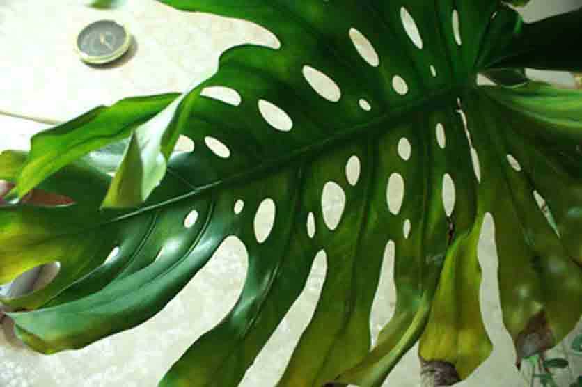 Что делать, если у монстеры желтеют кончики листьев: распространенные болезни растения