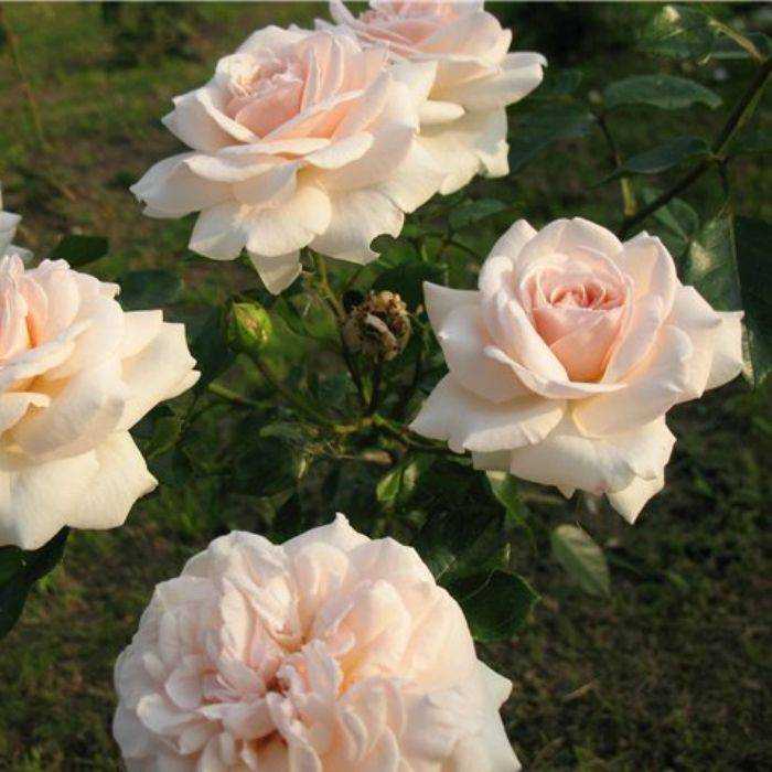 Роза Пенни Лейн Penny Lane —характеристики плетистого сортового растения нового поколения, как выглядит, чем выделяется Основы выращивания английской розы Харкнесса, как ухаживать Особенности цветения, нужно ли обрезать после окончания