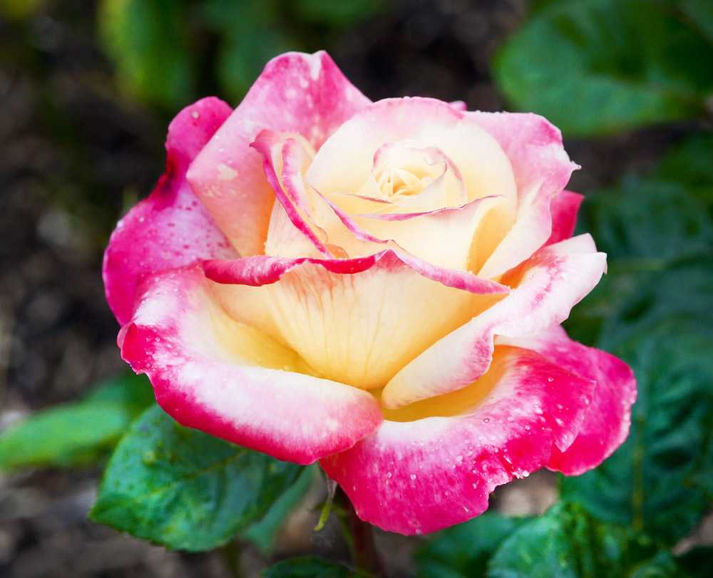 Чайно-гибридная роза альянс, описание сорта, фото, как выращивать | о розе