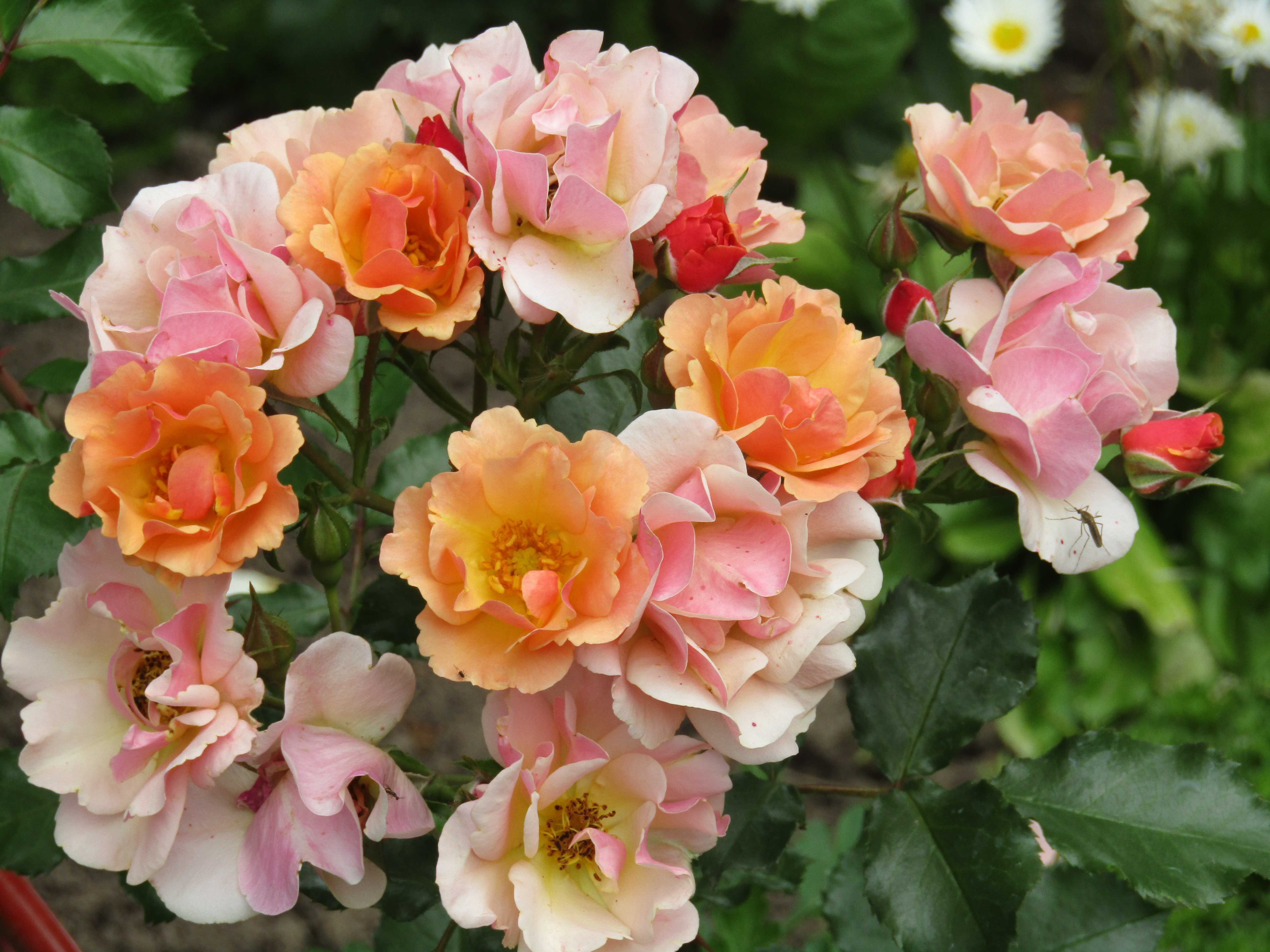 ✅ о розе джаз (jazz): описание и характеристики сорта плетистых почвопокровных роз