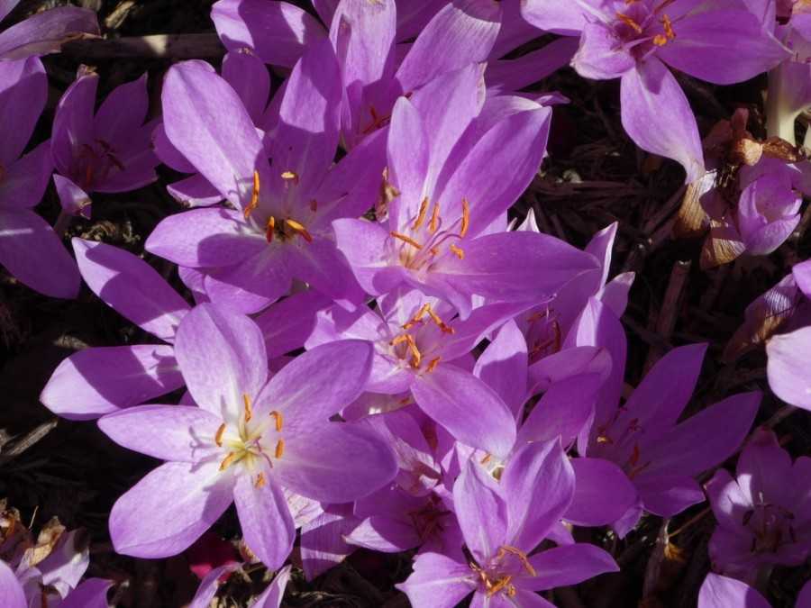 Цветок безвременник: популярные сорта с фото, посадка и уход, размножение растения