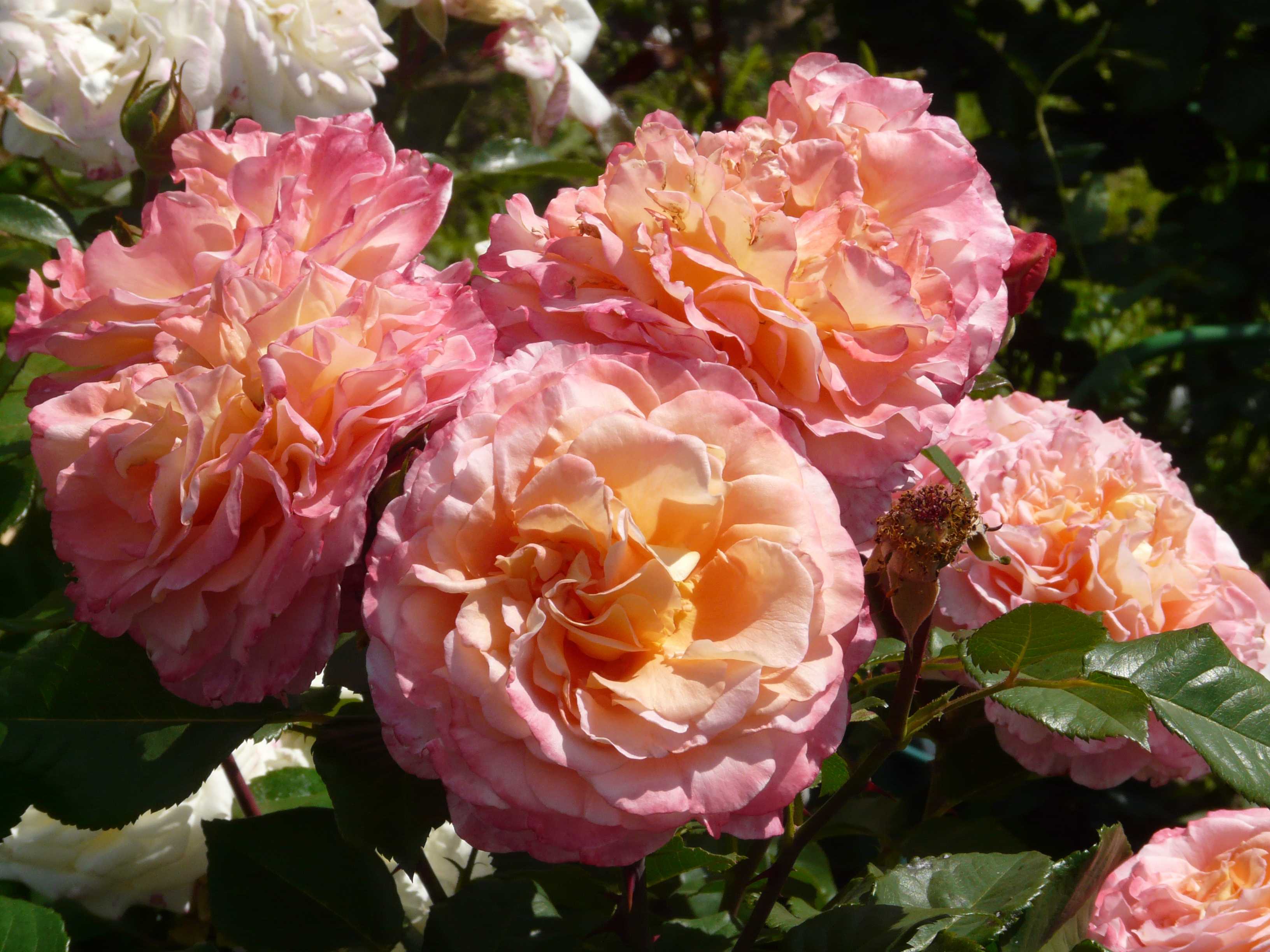 Роза августа луиза (augusta luise): описание сорта и фото растения, цветение и использование в ландшафтном дизайне, уход и размножение, болезни и вредителидача эксперт