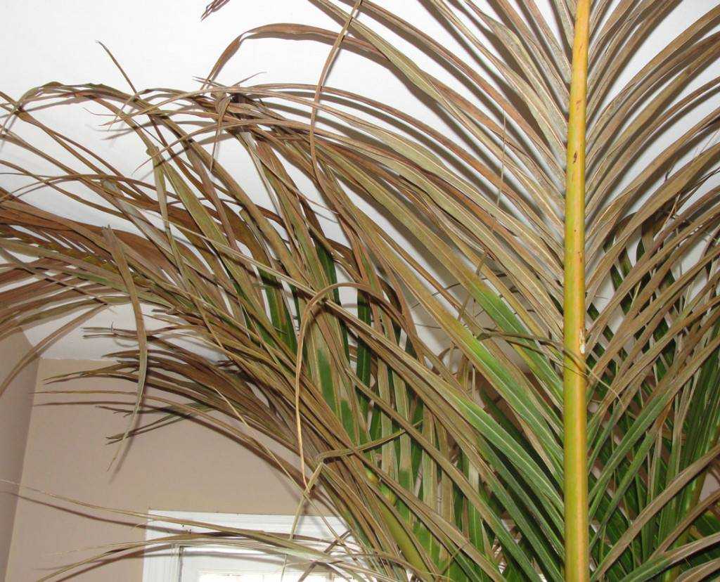 ✅ как правильно ухаживать за пальмой в домашних условиях - сад62.рф