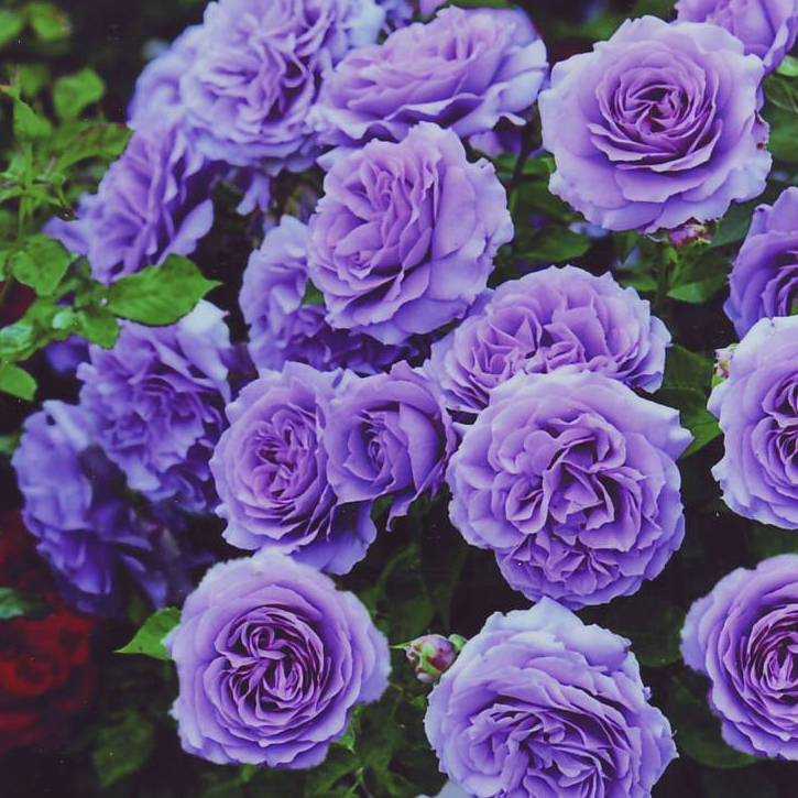 Сорт розы блю мун (голубая луна): описание цветов необычного цвета, фото, отзывы садоводов, агротехника выращивания, посадка и уход