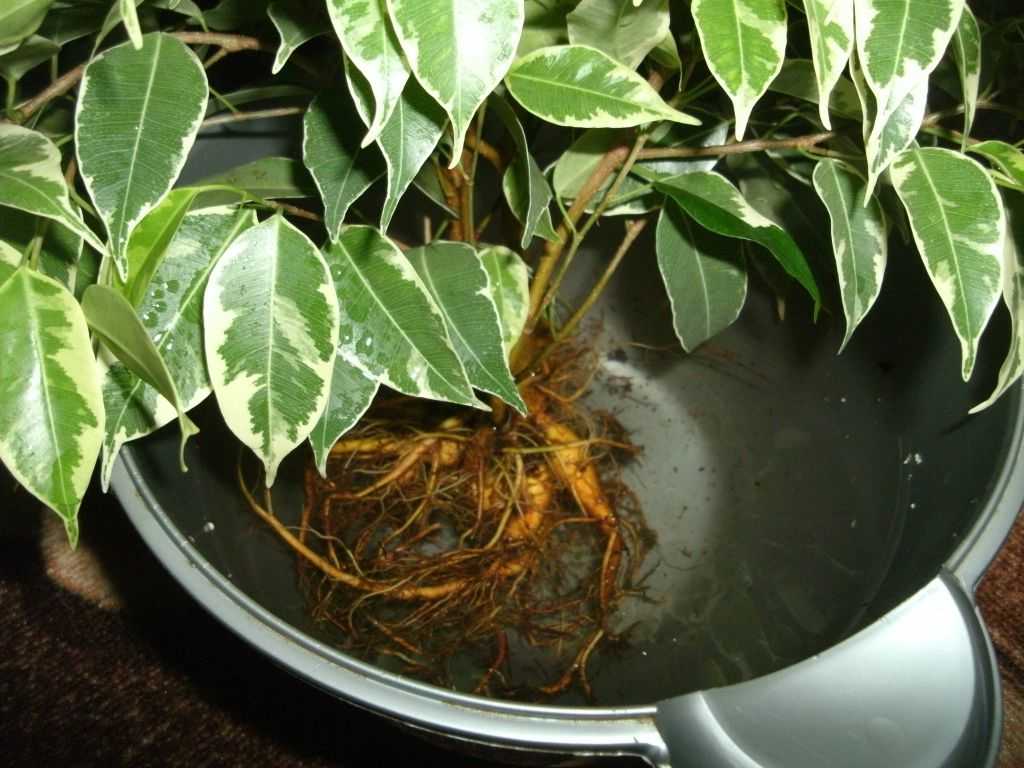 Выращивание фикуса али: как посадить, ухаживать, удобрять, размножать