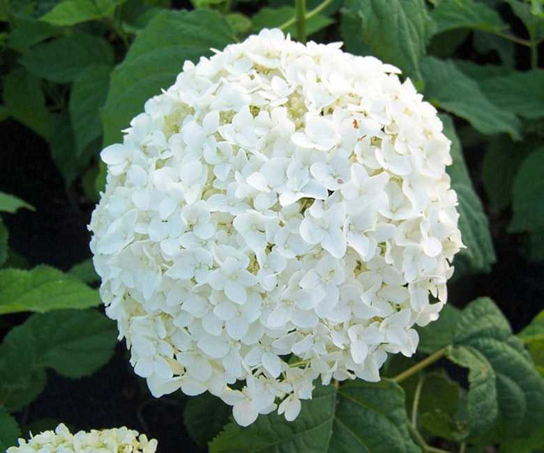 Цветок, похожий на гортензию, или кустарник, который цветет белыми цветами — как называется Как выглядит гортензия пепельная Hydrangea cinerea или Гортензия серая — описание