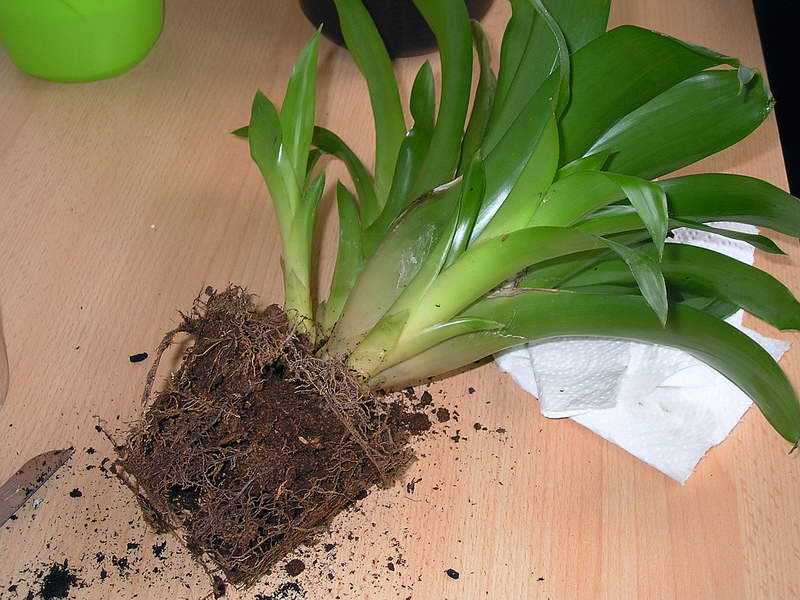 Бромелия, яркая тропическая гостья в вашем саду, возьмите на заметку основные правила  по уходу и выращиванию в домашних условиях