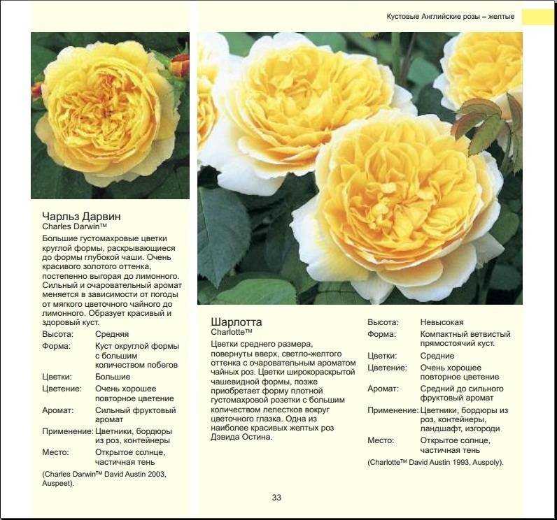 Высокие и низкие розы: разновидности и сорта
