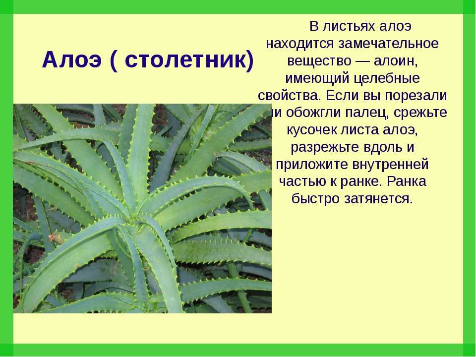 Как вырастить алоэ в домашних условиях: уход, размножение, полезные свойства и фото - sadovnikam.ru