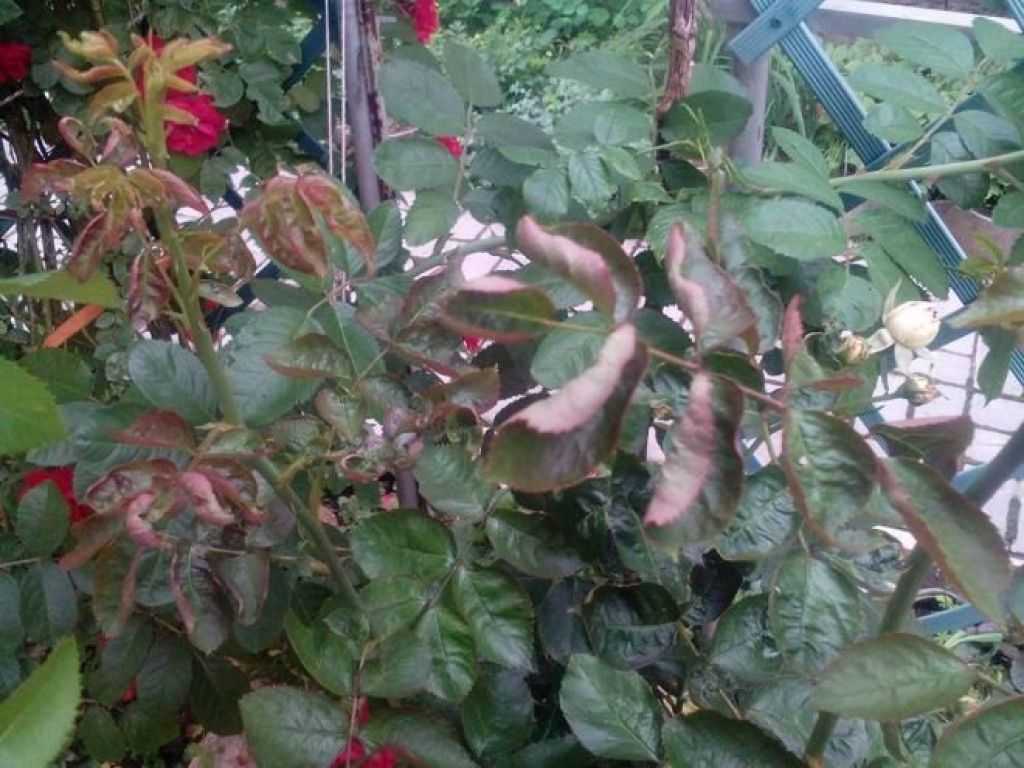 Почему у розы желтеют и опадают листья: что делать, чем подкормить и обработать