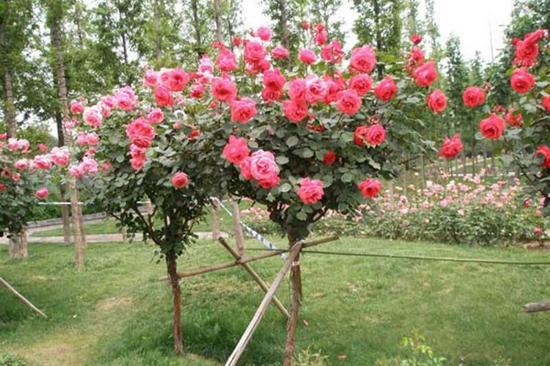 Штамбовая роза посадка и уход в открытом грунте: как привить розу на штамб