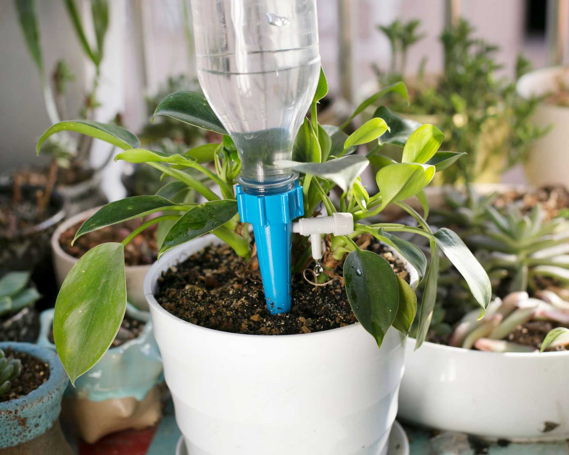 Талая вода для полива комнатных растений
