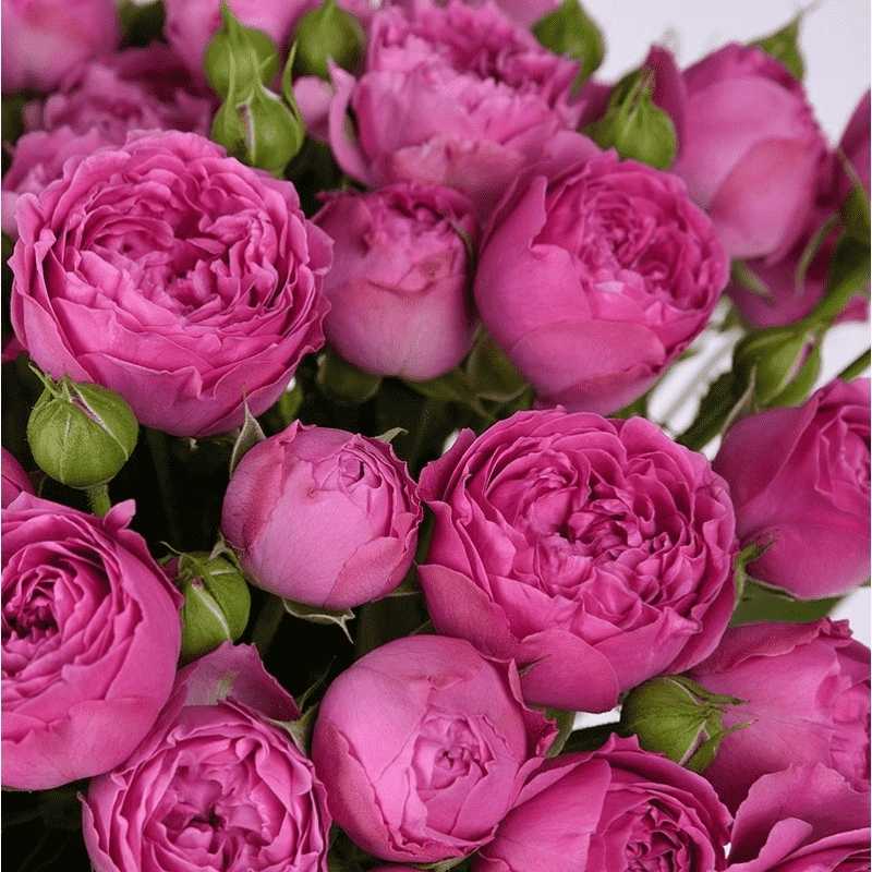 Роза Мисти Баблс Misty Bubbles — описание декоративного сорта, почему так называется, отличительные особенности растения Особенности выращивания пионовидной кустовой спрей-розы Загадочные шары, как ухаживать для цветения
