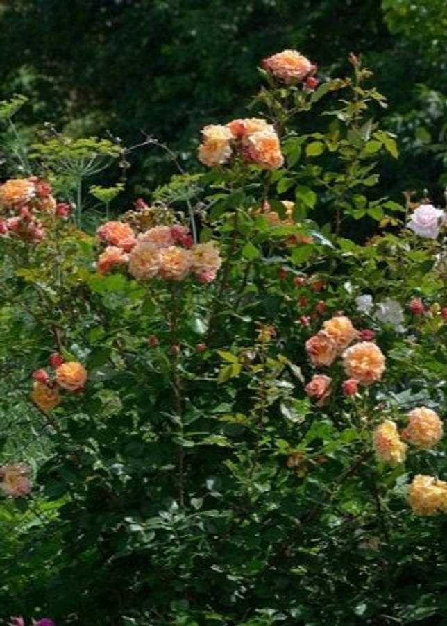 Плетистая роза: посадка и уход в первый жизни