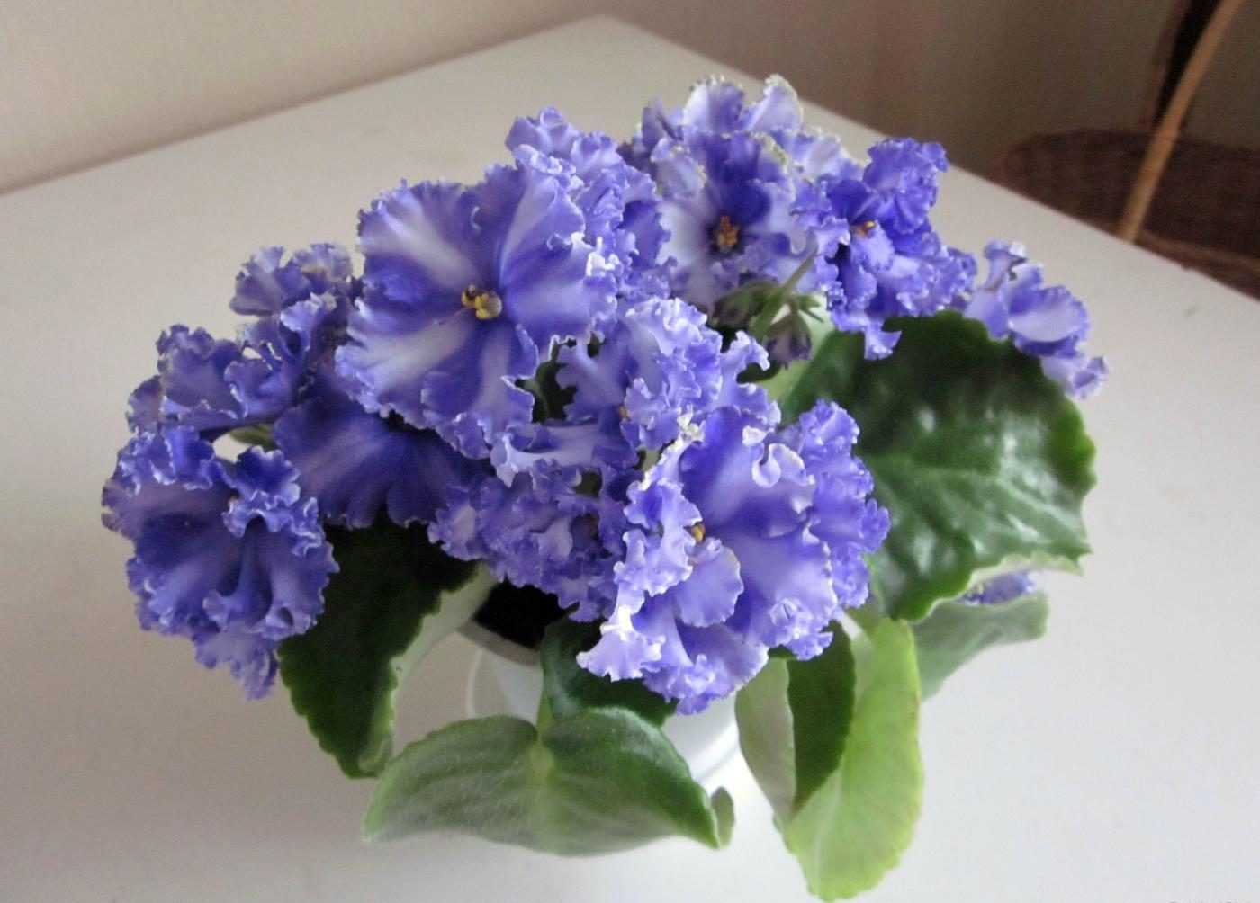Цветы виола: выращивание в домашних условиях, рекомендации по посадке, уходу и лечению растения от вредителей