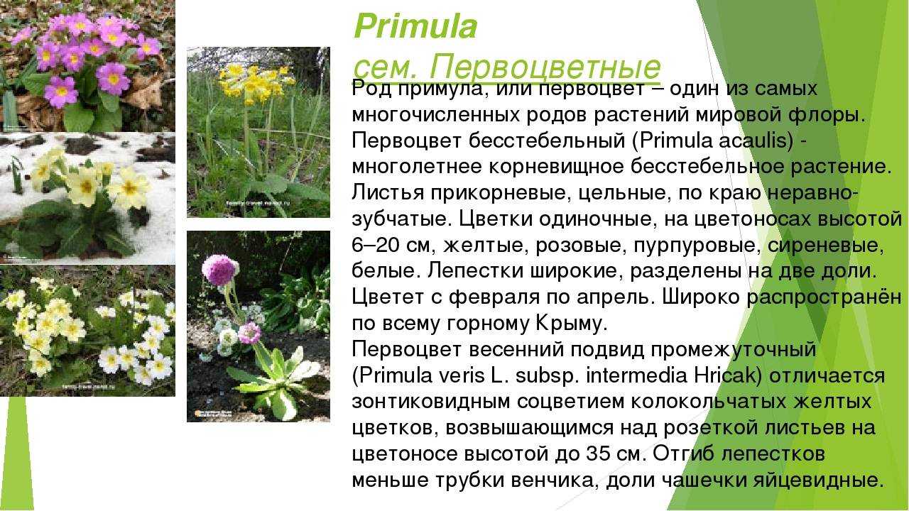 Примула - выращивание, уход, пересадка и размножение - автор екатерина данилова - журнал женское мнение
