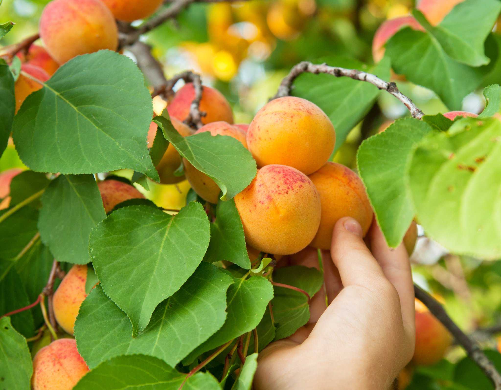 Характеристика абрикоса сорта лель. отзывы садоводов о плодовом дереве