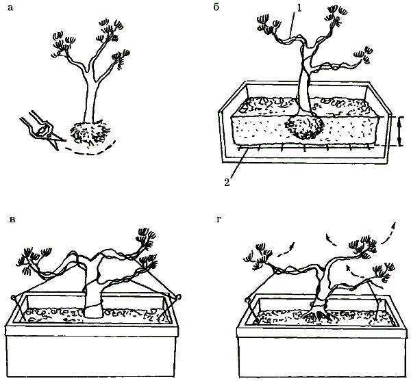 Выращивание бонсай из дуба: рекомендации эксперта