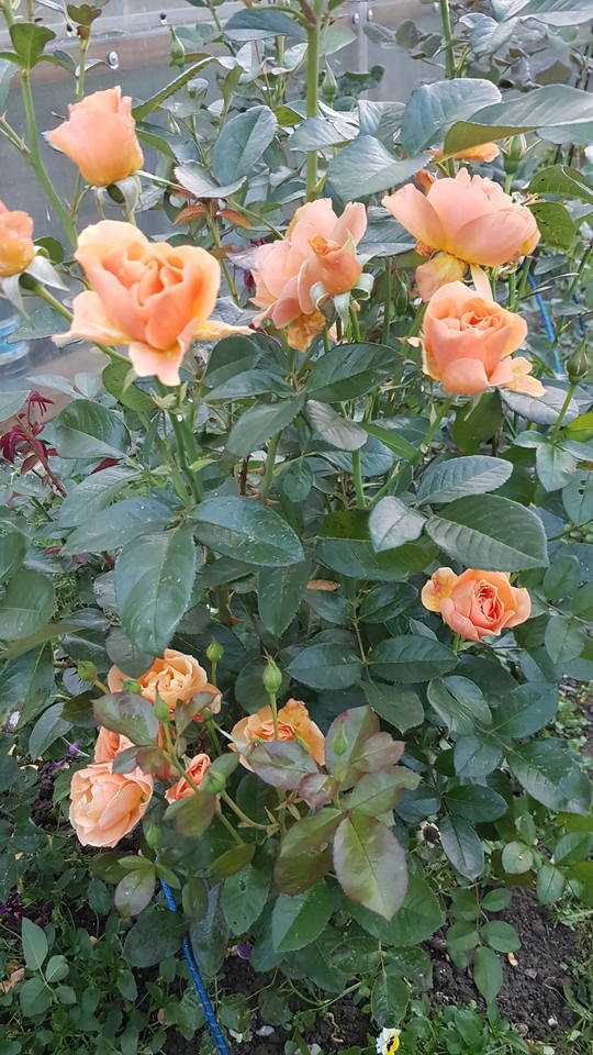 Розы сорта флорибунда