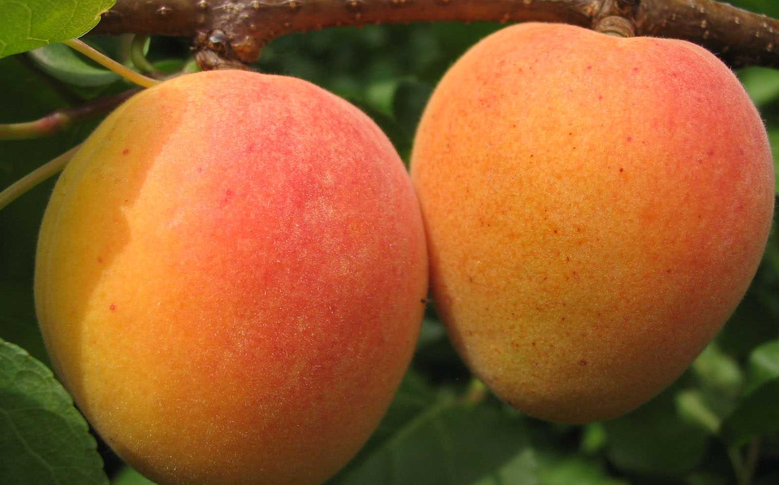 Особенности выращивания ананасного абрикоса шалах