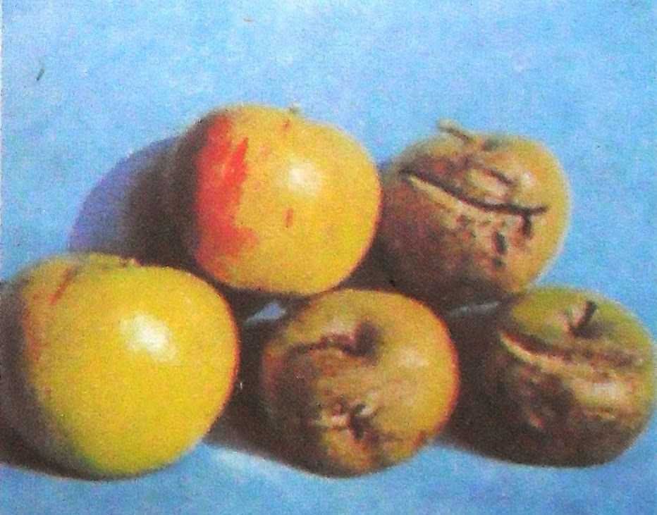 Что делать, если яблоня сбрасывает плоды до их созревания и основные причины