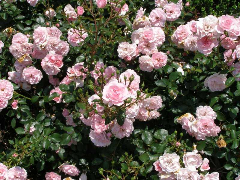 Роза «боника 82»: описание сорта, особенности посадки и уход за растениями из класса флорибунда