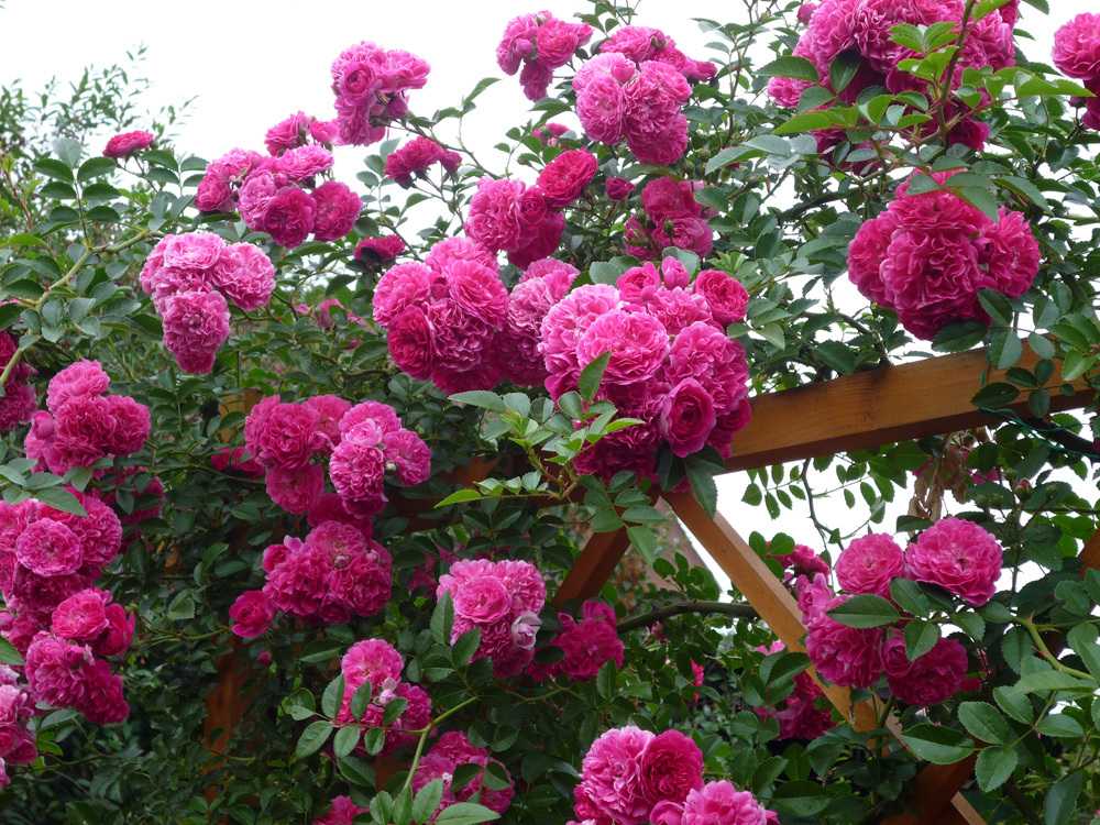 Плетистая роза "эксельза" (описание сорта, отзывы, уход, фото)