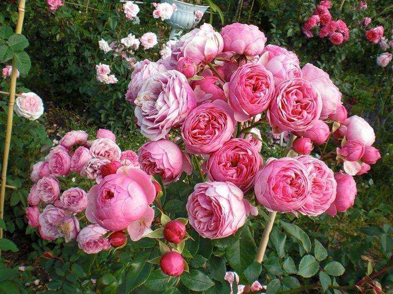 Роза кордес бриллиант (kordes brillant)
