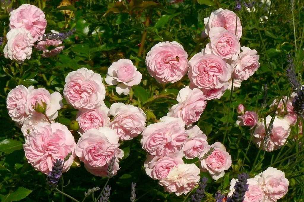 Роза Лариса Larissa — что это за сортовой цветок из семейства флорибунд, характеристики и внешний вид Как ухаживать за повторноцветущей почвопокровной розой, особенности посадки и выращивания