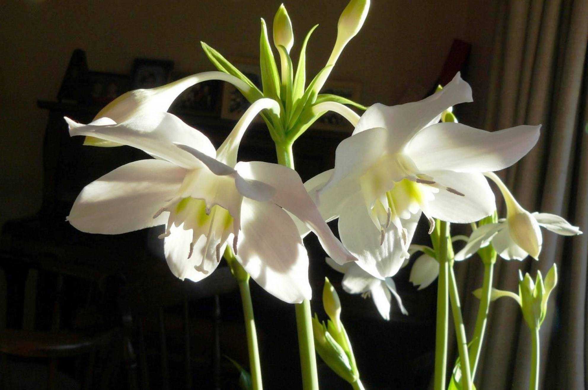 Цветок комнатный с белыми цветами название фото