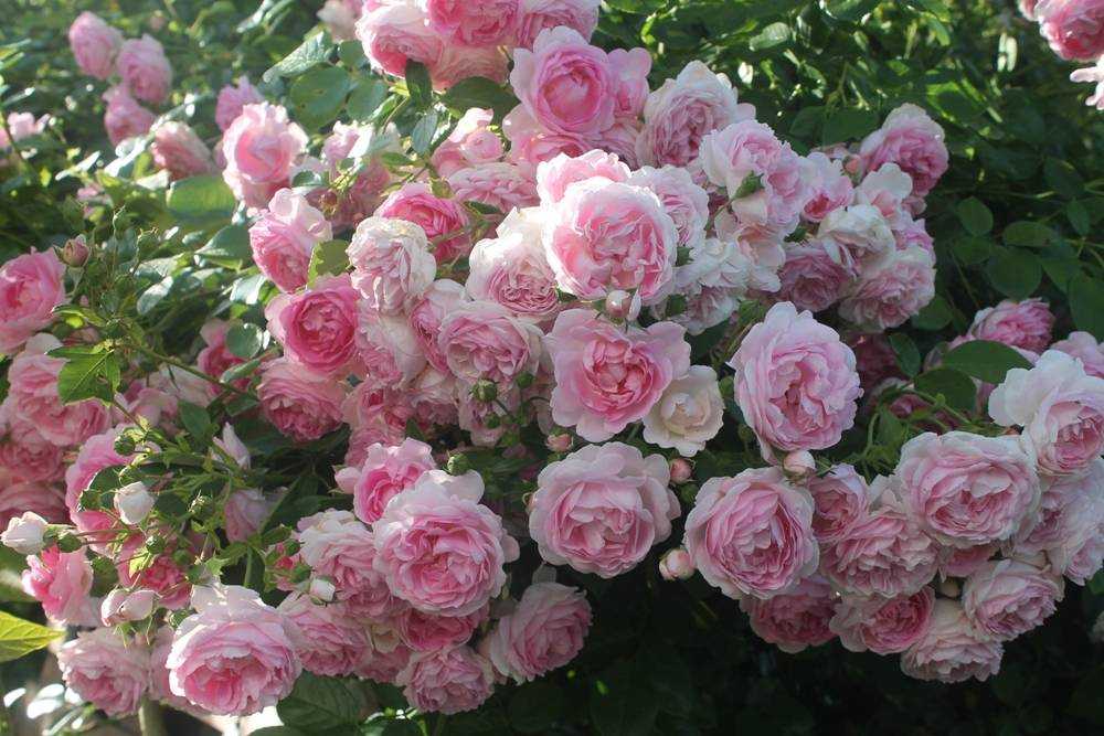 Плетистые розы цветущие всё лето сорта зимостойкие
