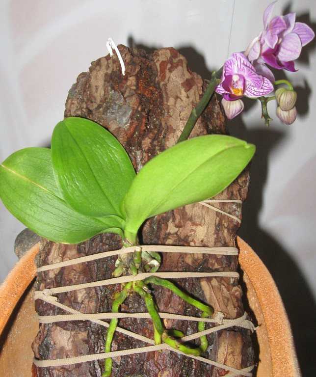 Как посадить орхидею в горшок - фото правильной и неправильной посадки