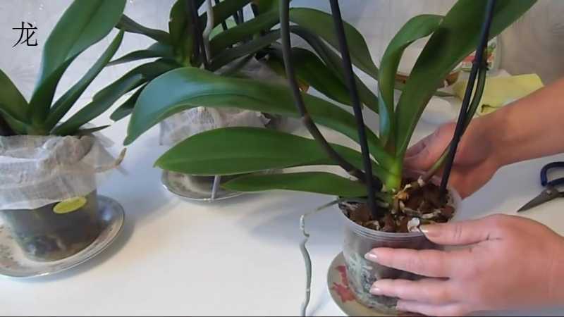 Как ухаживать за орхидеей после цветения: возможен ли уход в домашних условиях, сколько времени отдыхает и какие процедуры необходимо провести