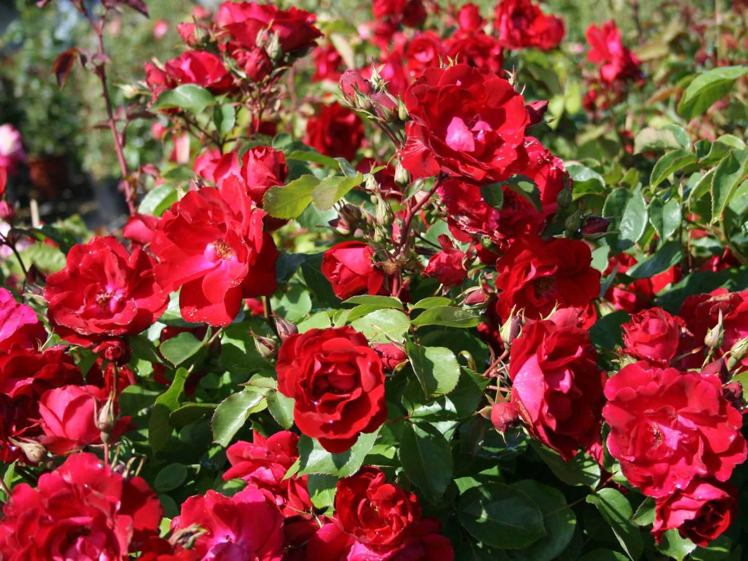Роза александр маккензи размножение. выращивание и уход за парковыми розами в открытом грунте