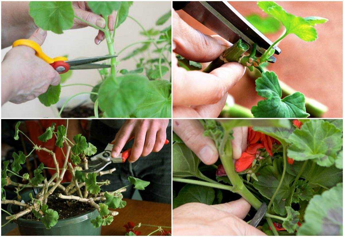 Что такое прищипывание растений и как прищипывать растения