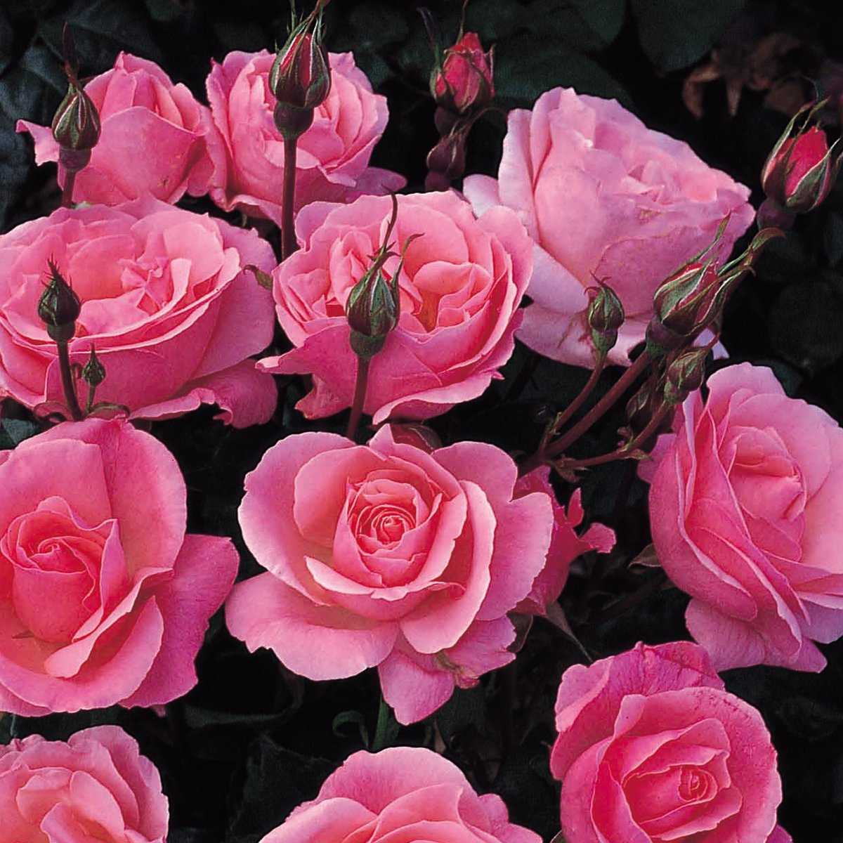 Роза квин элизабет: фото, описание, условия выращивания