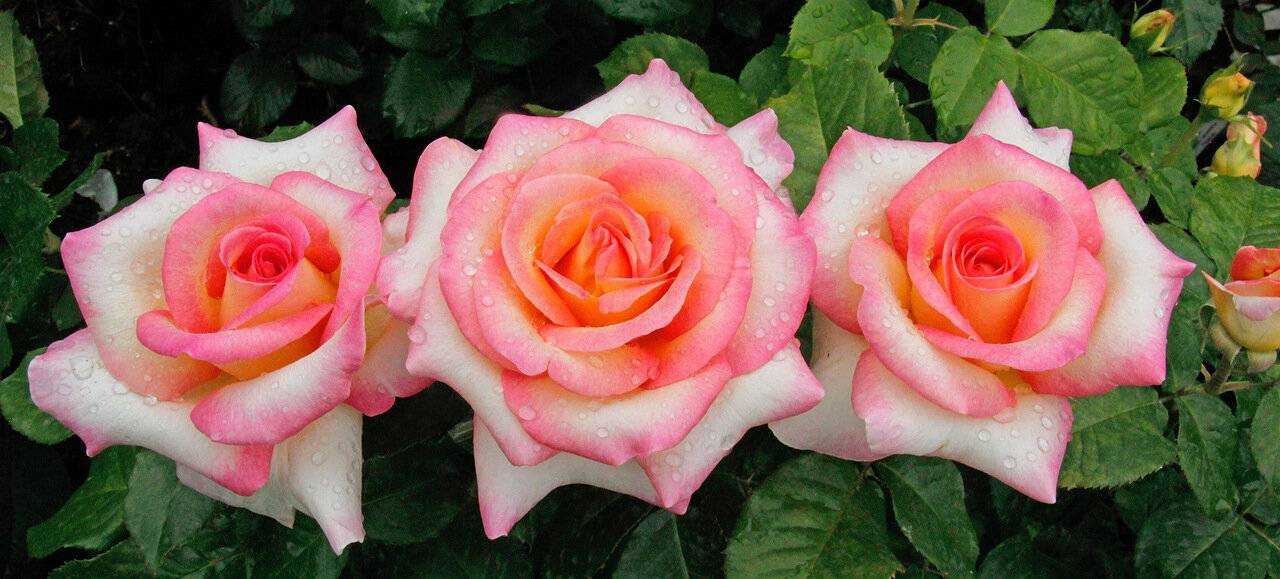 Волшебные красавицы в вашем саду. знакомьтесь, чайно-гибридные розы!