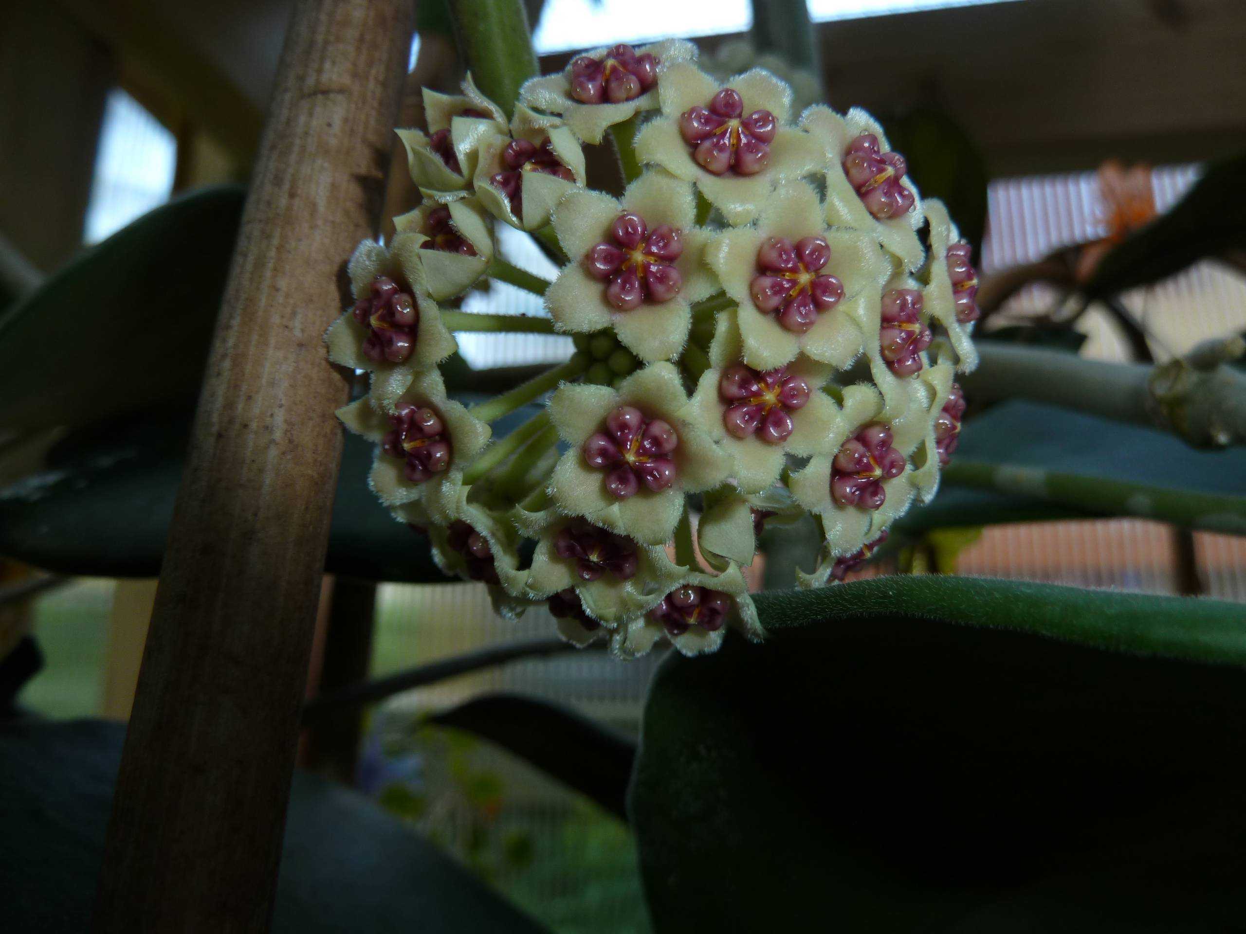Хойя керри (hoya kerrii): внешний вид с фото, особенность вариегатного сорта, правила ухода за цветком в домашних условиях, советы по выращиванию растения