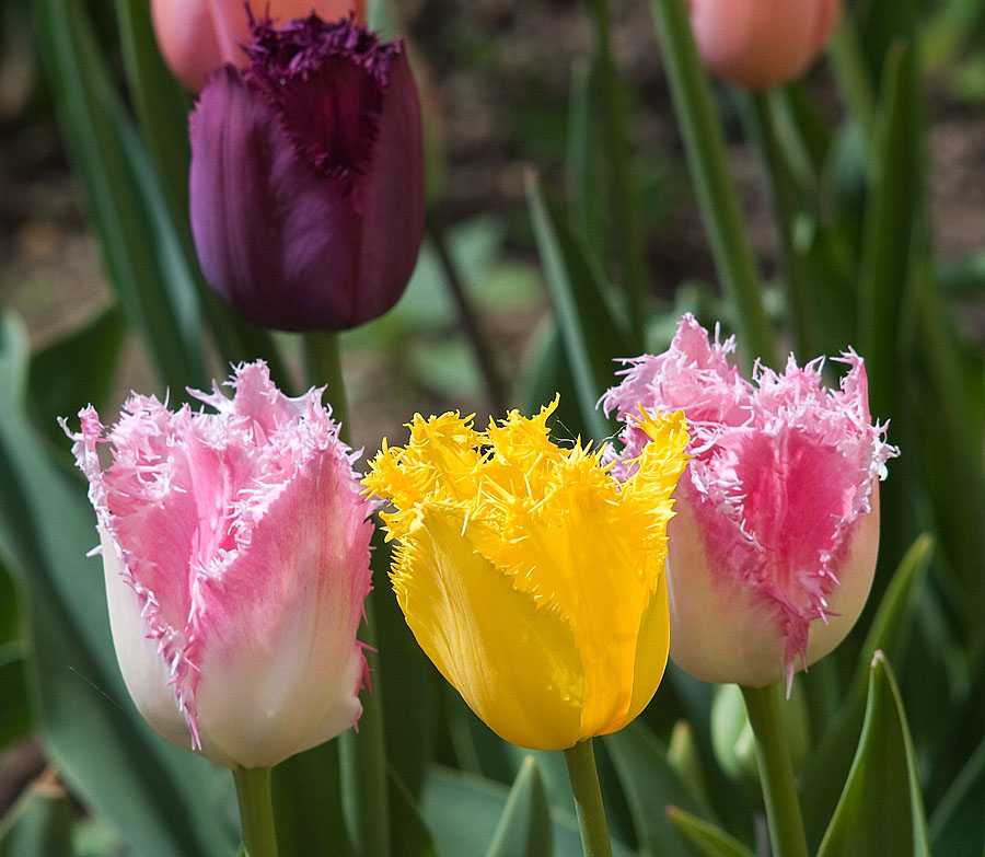 Цветы тюльпаны — как выглядят, где встречаются в природе, когда цветут и какого цвета бывают тюльпаны Сорта и виды тюльпанов: пионовидные, махровые, ботанические, голландские: синие и фиолетовые тюльпаны, многоцветковые, иерусалимский тюльпан