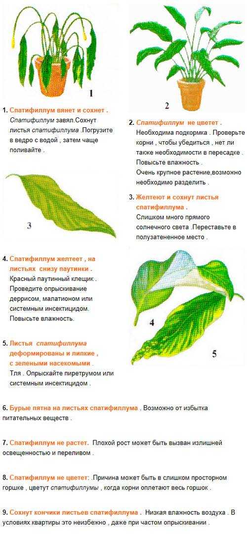 Почему желтеют листья у спатифиллума и что делать